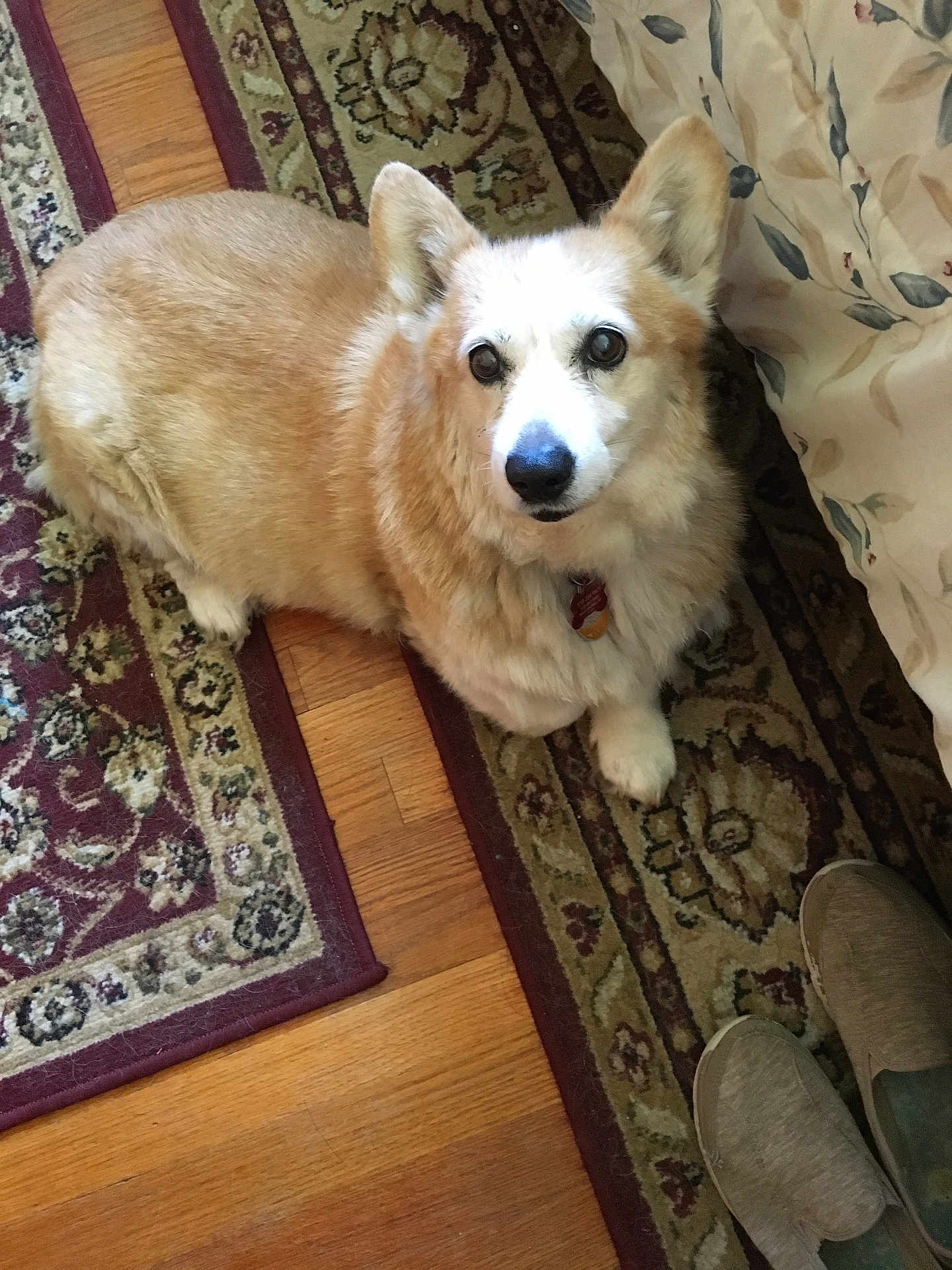 Sarah joined the competition — help win amazing prizes! dog, corgi, pet, indoor, carpet, rug, floor, wood_floor, slippers, curtain, fluffy, brown, white, looking_up, animal, domestic_animal, companion, cute, sitting, home