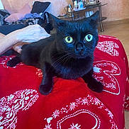 Taz a rejoint le concours — aidez-le/la à gagner de superbes lots ! animal, black_cat, cat, couch, cute, decor, domestic, floor_tiles, floral_pattern, furniture, hand, heart_pattern, indoor, living_room, mug, pet, red_blanket, relaxed, table, yellow_eyes