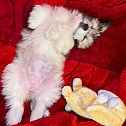 Mocha joined the competition — help win amazing prizes! puppy, dog, fluffy, lying_down, belly_up, red_blanket, plush_toy, cozy, cute, pet, sleeping, indoor, soft, relaxed, animal, companion, snuggle, fur, adorable, resting