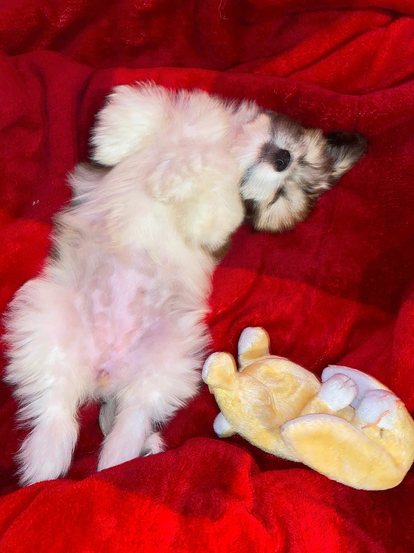 Mocha joined the competition — help win amazing prizes! puppy, dog, fluffy, lying_down, belly_up, red_blanket, plush_toy, cozy, cute, pet, sleeping, indoor, soft, relaxed, animal, companion, snuggle, fur, adorable, resting