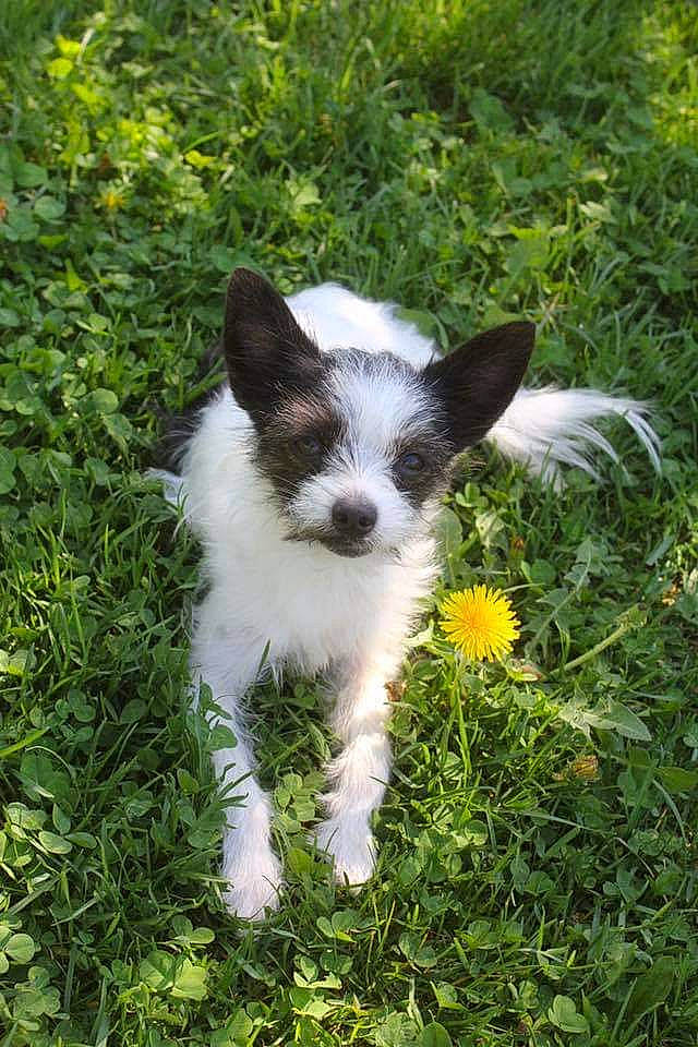 Squirt is registered to the contest to win money with this photo: carnivore, cat, felidae, fur, grass, grass_family, groundcover, herbaceous_plant, mammal, organism, small_to_medium_sized_cats, snout, subshrub, terrestrial_animal, vertebrate, whiskers, working_animal