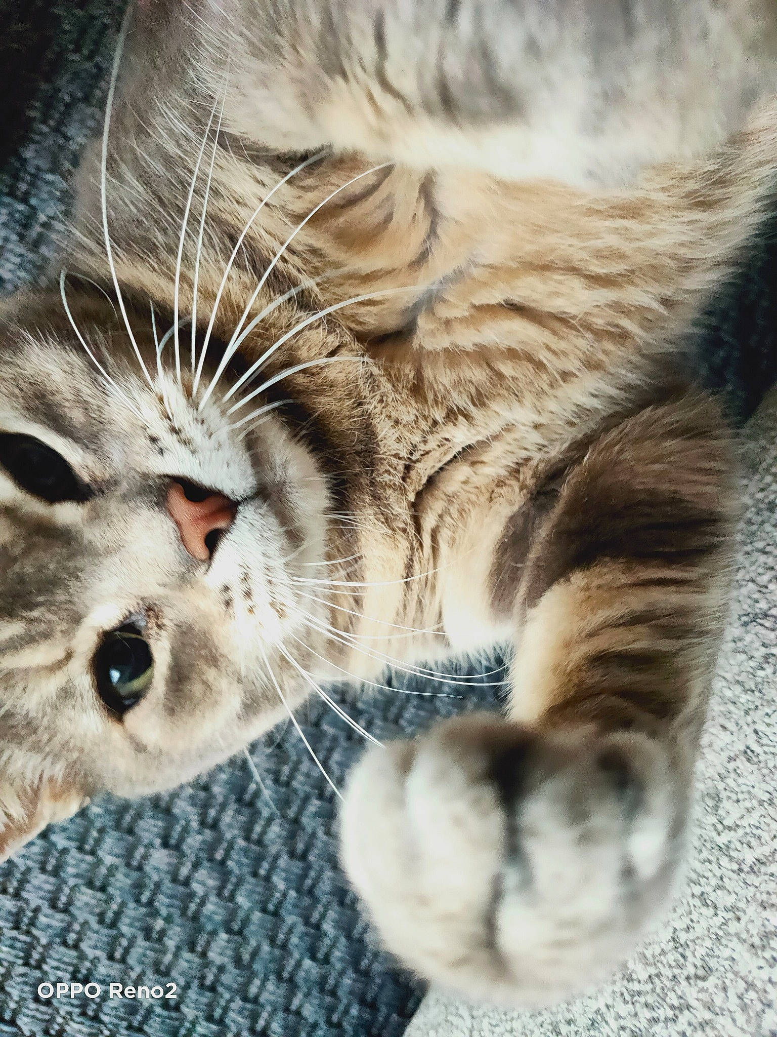 Pompom participe au concours pour gagner de l'argent avec cette photo : carnivore, cat, claw, close_up, comfort, domestic_short_haired_cat, fawn, felidae, foot, fur, gesture, leg, nap, paw, small_to_medium_sized_cats, snout, tail, terrestrial_animal, whiskers, wildlife