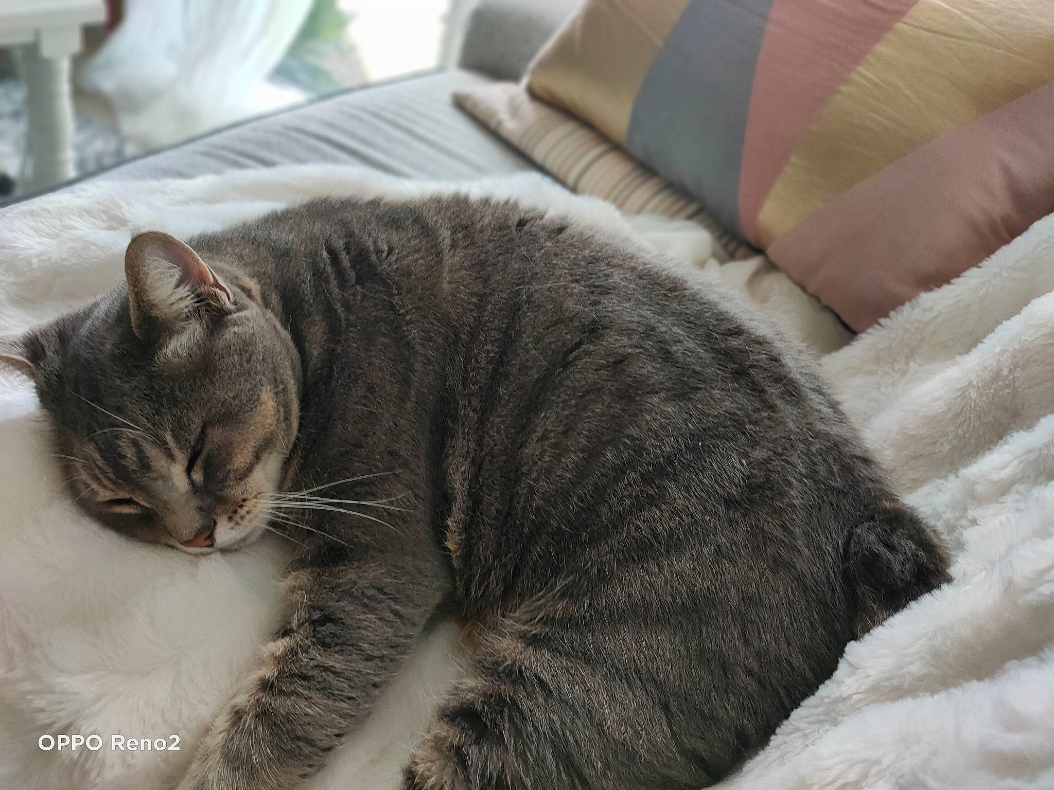 Pompom participe au concours pour gagner de l'argent avec cette photo : carnivore, cat, claw, comfort, domestic_short_haired_cat, felidae, fur, grey, linens, paw, sitting, small_to_medium_sized_cats, snout, tail, terrestrial_animal, whiskers, window