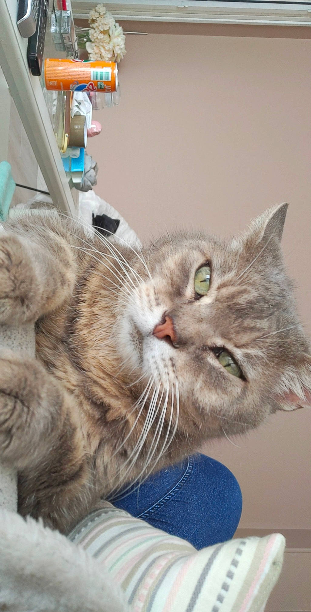 Pompom a rejoint le concours — aidez-le/la à gagner de superbes lots ! bottle, carnivore, cat, claw, comfort, domestic_short_haired_cat, ear, eye, felidae, fur, paw, small_to_medium_sized_cats, snout, tail, water_bottle, whiskers