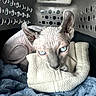 sphynx_cat, cat, pet_carrier, blue_eyes, wrinkled_skin, towel, blanket, cozy, indoor, animal, portrait, feline, resting, soft_texture, closeup, pet, container, cute, curled_up, domestic_animal