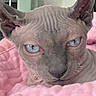 Luthor is registered to the contest to win money with this photo: sphynx_cat, cat, blue_eyes, close_up, hairless, pet, indoor, pink_quilt, animal, face, wrinkles, ears, relaxed, looking, feline, cute, mammal, portrait, resting, soft_texture