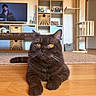 Alfred participe au concours pour gagner de l'argent avec cette photo : cat, feline, brown_cat, golden_eyes, whiskers, sitting, indoor, living_room, wooden_floor, cat_tree, pet, portrait, close_up, centered_subject, fluffy, short_hair, alert, looking_at_camera, home, cozy