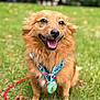 dog, medal, grass, leash, outdoor, happy, pet, animal, brown_fur, smiling, sitting, closeup, nature, award, cute, portrait, canine, collar, friendly, daytime