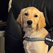 Pearl is registered to the contest to win money with this photo: golden_retriever, puppy, dog, pearl_necklace, harness, black_chair, indoor, pet, cute, fur, animal, looking_at_camera, close_up, young_dog, adorable, domestic_animal, sitting, portrait, canine, friendly