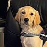 golden_retriever, puppy, dog, pearl_necklace, harness, black_chair, indoor, pet, cute, fur, animal, looking_at_camera, close_up, young_dog, adorable, domestic_animal, sitting, portrait, canine, friendly