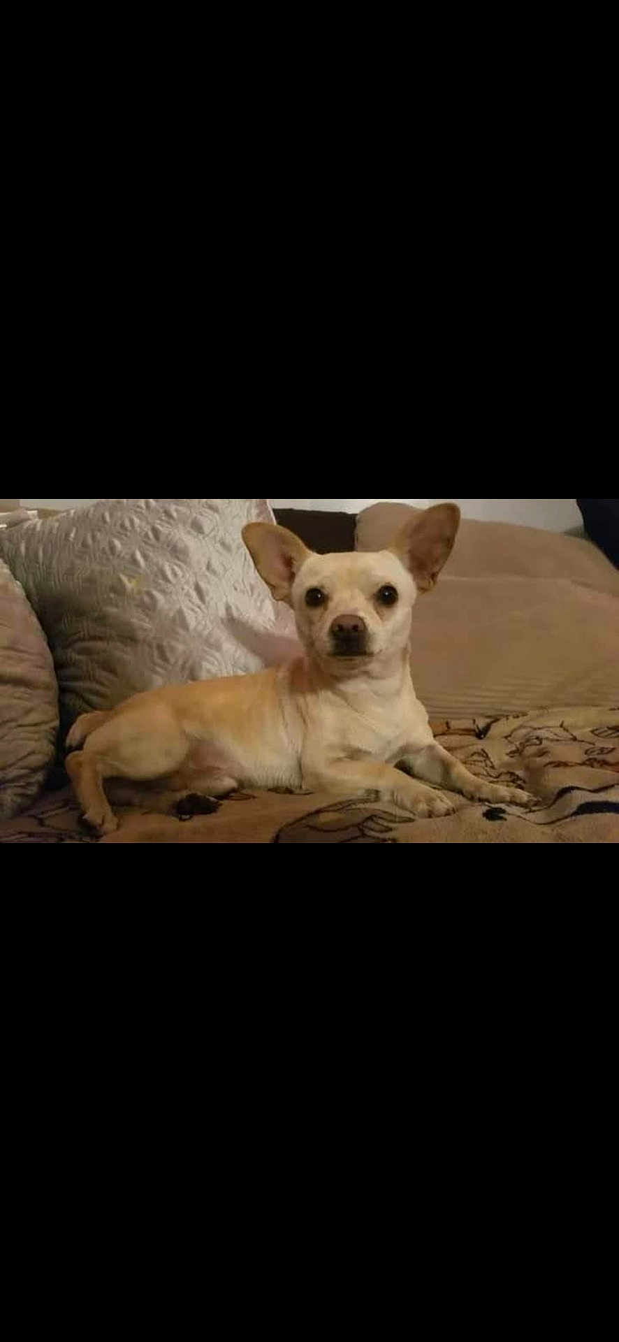 Mr Waffle'S is registered to the contest to win money with this photo: dog, chihuahua, pet, indoor, couch, blanket, pillow, small_dog, alert, light_fur, ears_up, resting, looking_at_camera, domestic_animal, companion, cute, animal, fur, home, relaxed