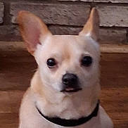 Mr Waffle'S is registered to the contest to win money with this photo: dog, small_dog, indoor, brick_wall, light_fur, pet, canine, ears, collar, face, animal, companion, looking, sitting, brown_floor, closeup, cute, domestic_animal, alert, portrait