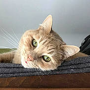 Diego a rejoint le concours — aidez-le/la à gagner de superbes lots ! cat, green_eyes, close_up, relaxed, whiskers, fur, pet, indoor, resting, texture, fabric, gray_background, head, animal, cute, domestic_cat, portrait, soft_light, ears, lying_down