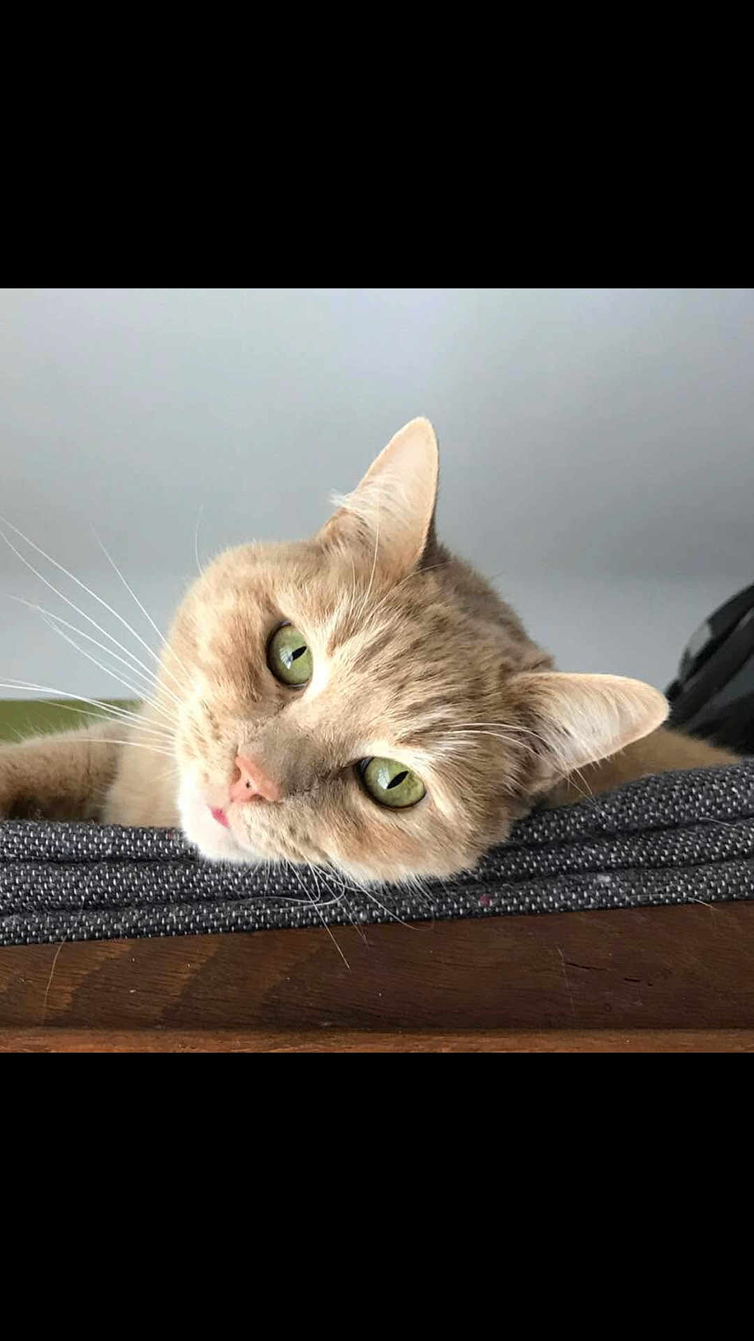 Diego a rejoint le concours — aidez-le/la à gagner de superbes lots ! cat, green_eyes, close_up, relaxed, whiskers, fur, pet, indoor, resting, texture, fabric, gray_background, head, animal, cute, domestic_cat, portrait, soft_light, ears, lying_down
