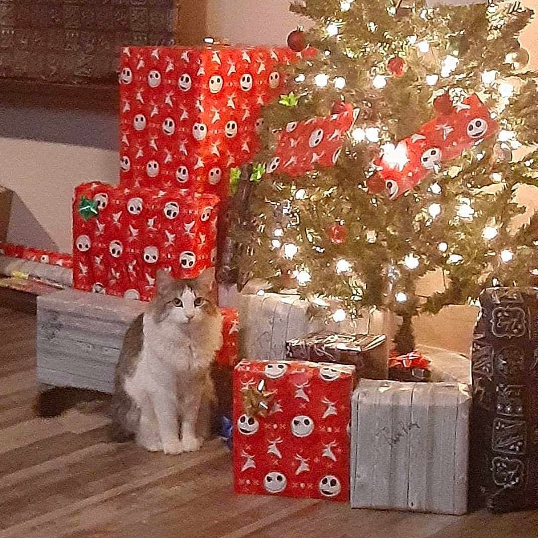 Jax joined the competition — help win amazing prizes! accessories, animal, canine, cat, christmas, christmasdecorations, christmastree, christmastreeornaments, conifer, festival, gift, hardwood, kitten, openingpresent, person, pet, plant, tree, wallet, wood