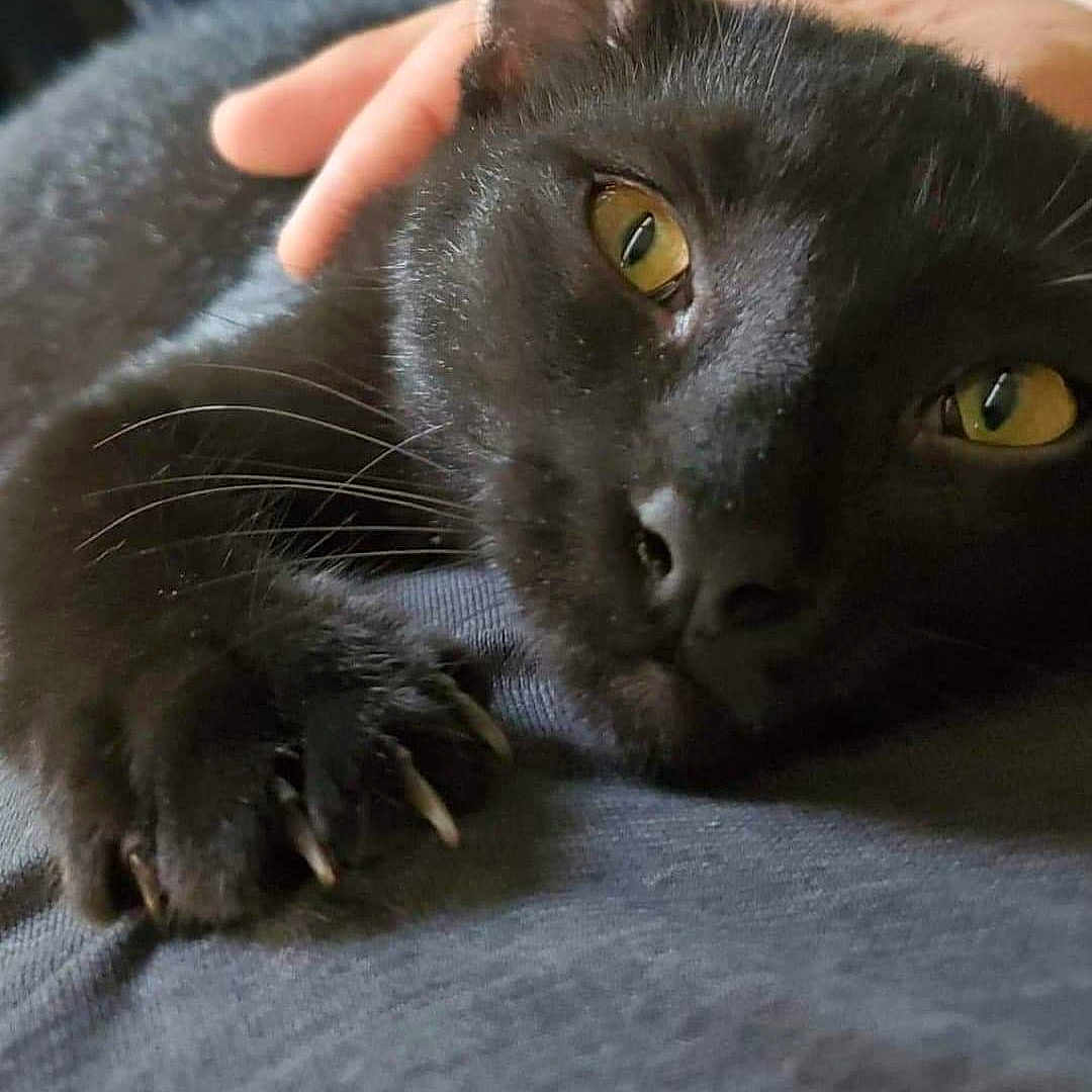 Dax