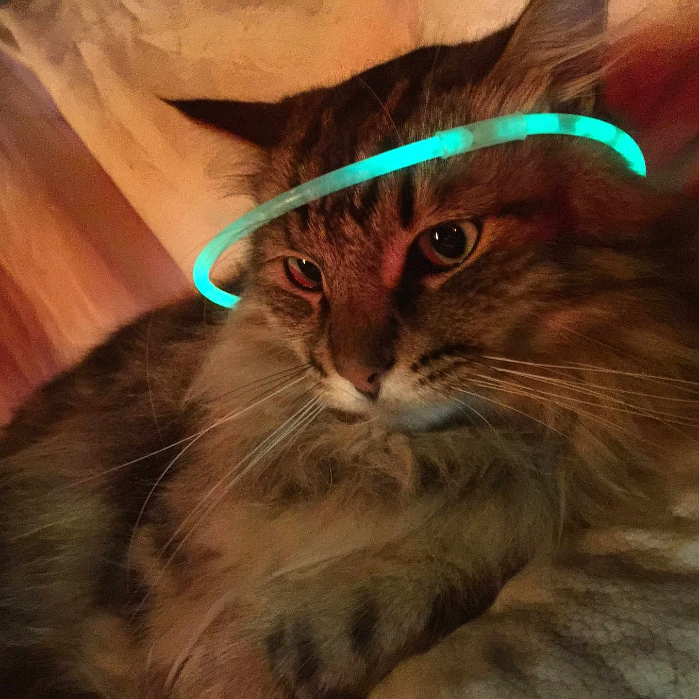 Apollo joined the competition — help win amazing prizes! abyssinian, accessories, angora, animal, bed, blanket, cat, chair, couch, electronics, furniture, hardwood, kitten, light, lighting, manx, neon, pet, siamese, wood