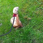 Poupouille a rejoint le concours — aidez-le/la à gagner de superbes lots !