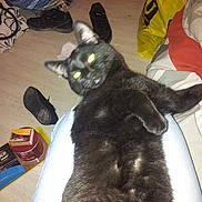 Diablo participe au concours pour gagner de l'argent avec cette photo :