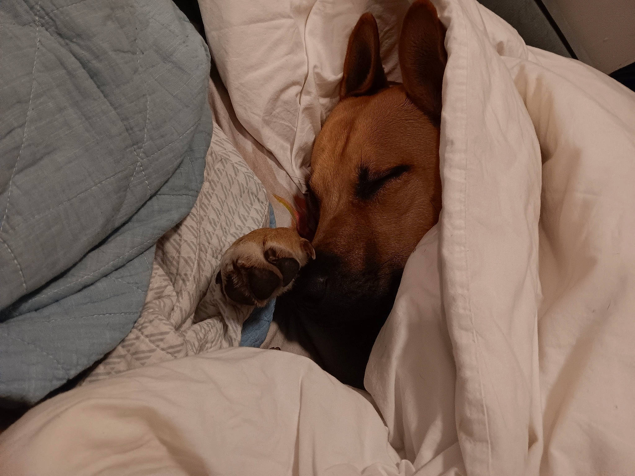 Keillo is registered to the contest to win money with this photo: beard, bed, bed_sheet, bedding, canidae, carnivore, comfort, companion_dog, dog, dog_breed, duvet, ear, fawn, felidae, fur, linens, room, small_to_medium_sized_cats, whiskers, wrinkle