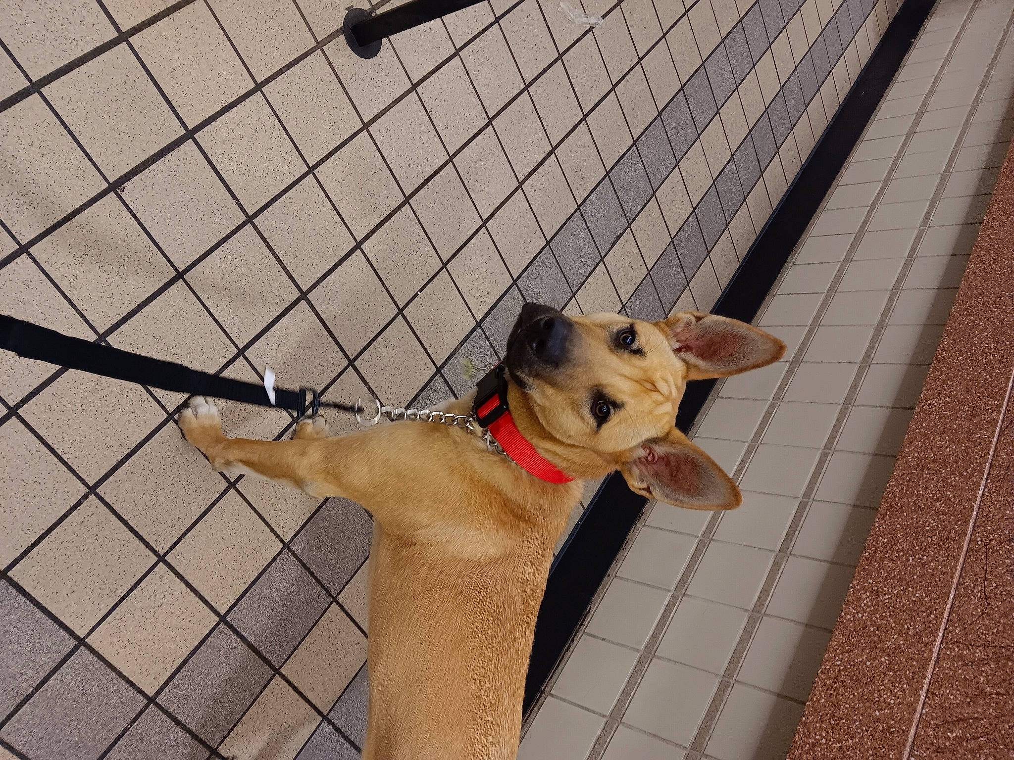 Keillo joined the competition — help win amazing prizes! animal_shelter, canidae, carnivore, collar, companion_dog, dog, dog_breed, dog_collar, dog_supply, fawn, leash, line, mesh, pet_supply, snout, tail, terrestrial_animal, whiskers, wood, working_animal