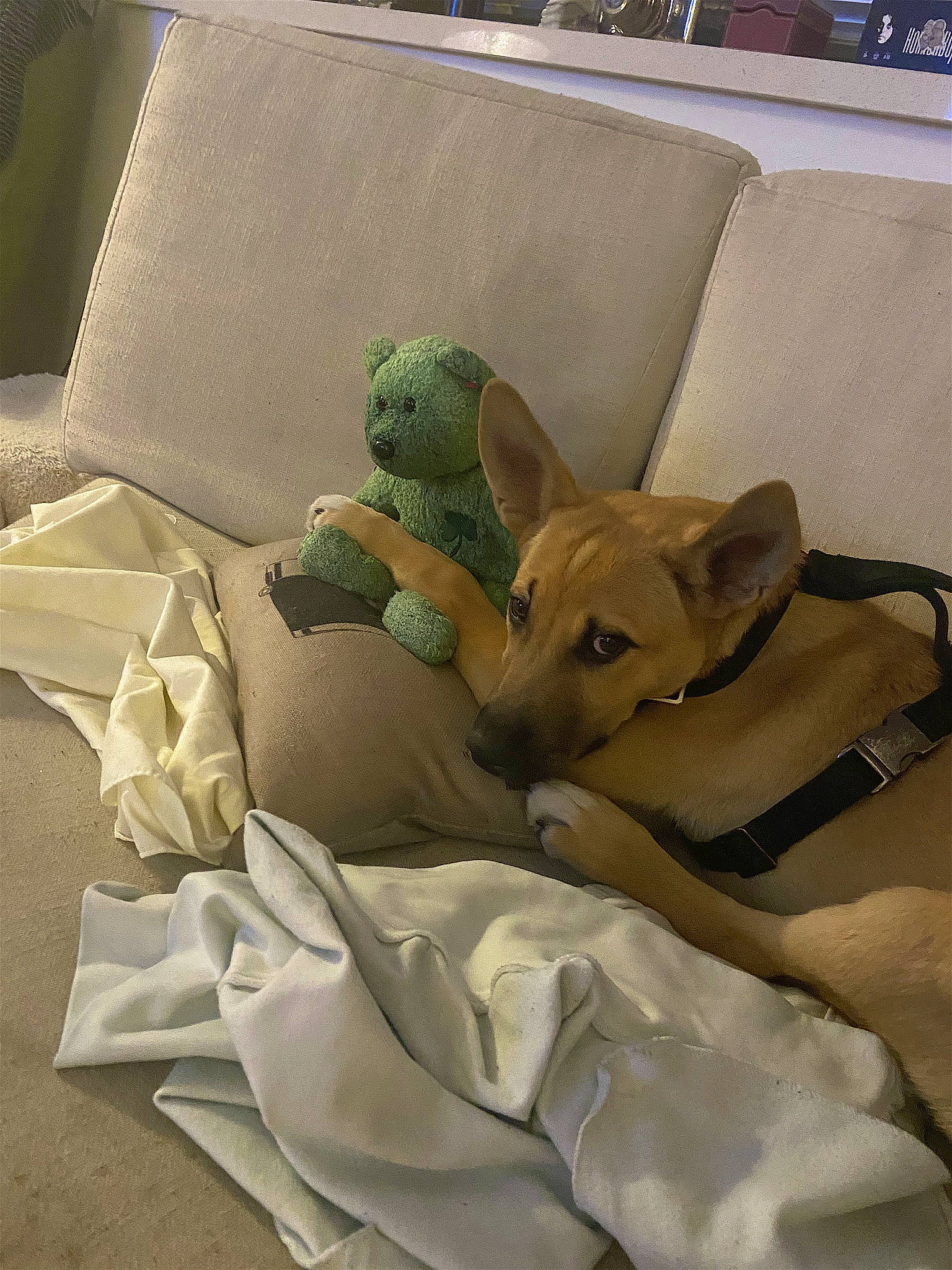 Keillo joined the competition — help win amazing prizes! bed, bedding, carnivore, comfort, companion_dog, couch, dog, dog_breed, dog_supply, duvet, fawn, linens, paper_product, pillow, room, sporting_group, stuffed_toy, tail, toy_dog, working_animal