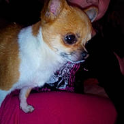 Guizmo a rejoint le concours — aidez-le/la à gagner de superbes lots !