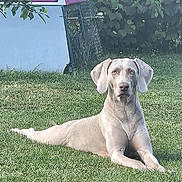 Uby participe au concours pour gagner de l'argent avec cette photo : dog, lawn, grass, outdoor, greenery, tree, pet, canine, animal, relaxed, sunlight, nature, backyard, summer, resting, ears, fur, alert, garden, daytime