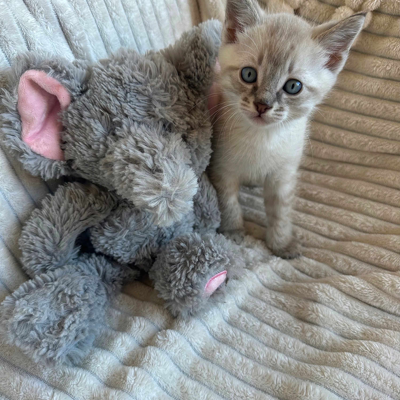 Flocon participe au concours pour gagner de l'argent avec cette photo : abyssinian, animal, blanket, canine, cat, couch, dog, face, furniture, head, homedecor, kitten, manx, person, pet, photography, plush, quilt, siamese, toy
