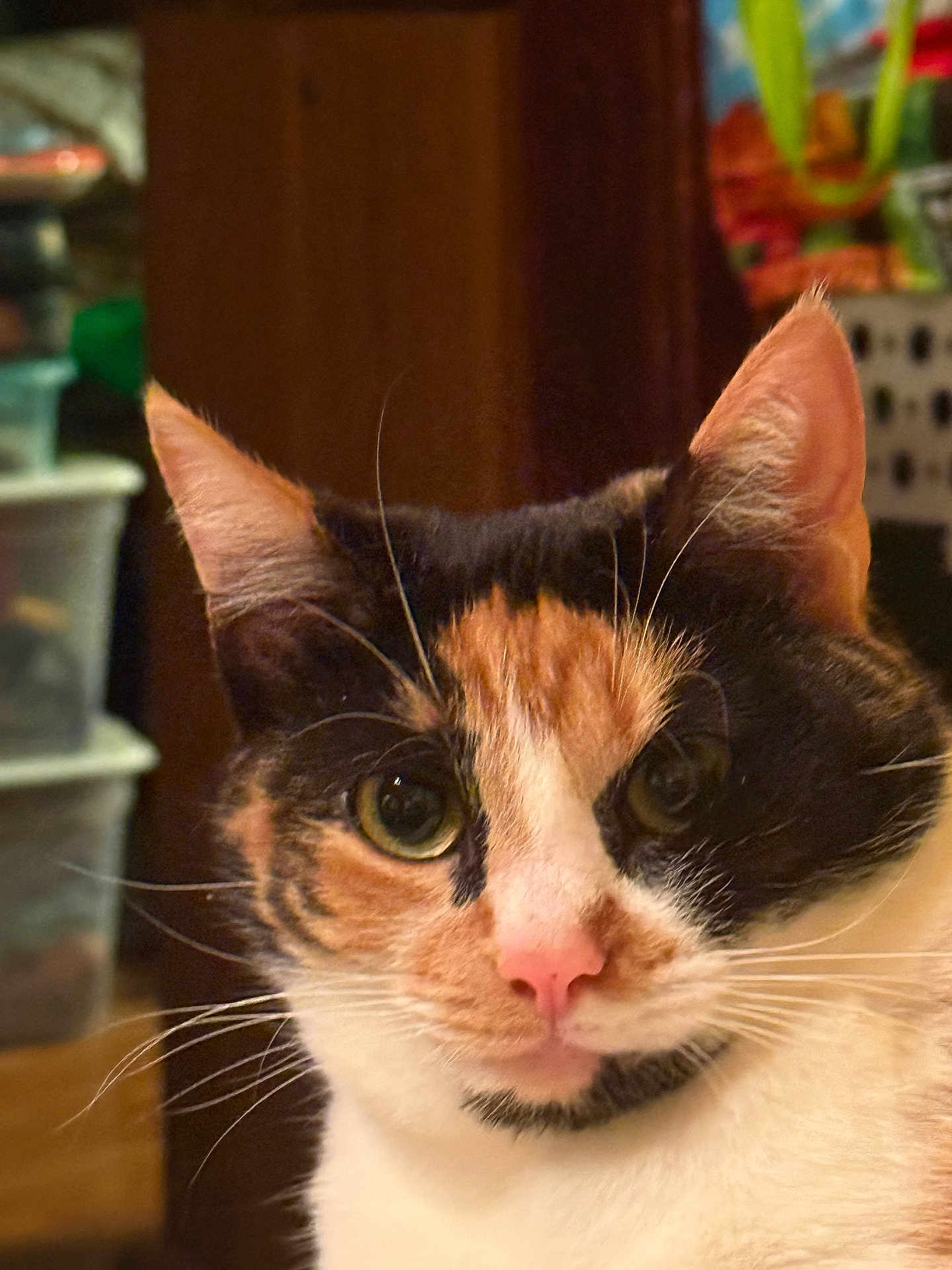 Patches joined the competition — help win amazing prizes! cat, calico_cat, close_up, pet, animal, whiskers, ears, green_eyes, pink_nose, fur, indoor, household, blurred_background, curious, portrait, face, feline, domestic_animal, mammal, cute