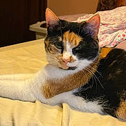 Patches joined the competition — help win amazing prizes! cat, calico, feline, pet, indoor, resting, bed, blanket, fur, whiskers, ears, animal, cute, domestic, mammal, relaxed, sleepy, home, yellow, soft