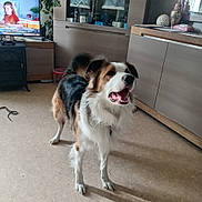 Ulysse participe au concours pour gagner de l'argent avec cette photo : cabinet, container, decor, dog, ears, floor, fur, happy, household, indoor, leash, living_room, mouth_open, person_on_tv, pet, plant, reflection, tail, television, wooden_furniture
