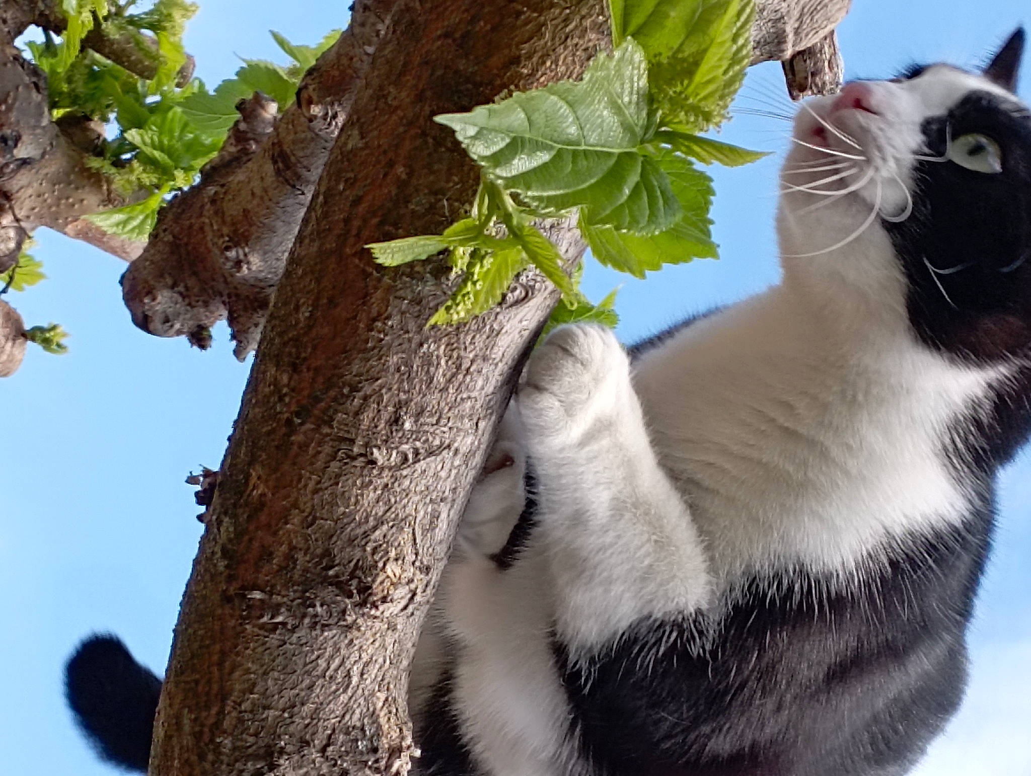 Chipie participe au concours pour gagner de l'argent avec cette photo : branch, carnivore, cat, collar, domestic_short_haired_cat, felidae, fur, plant, sky, small_to_medium_sized_cats, snout, tail, terrestrial_animal, thai, tree, trunk, twig, whiskers, wildlife