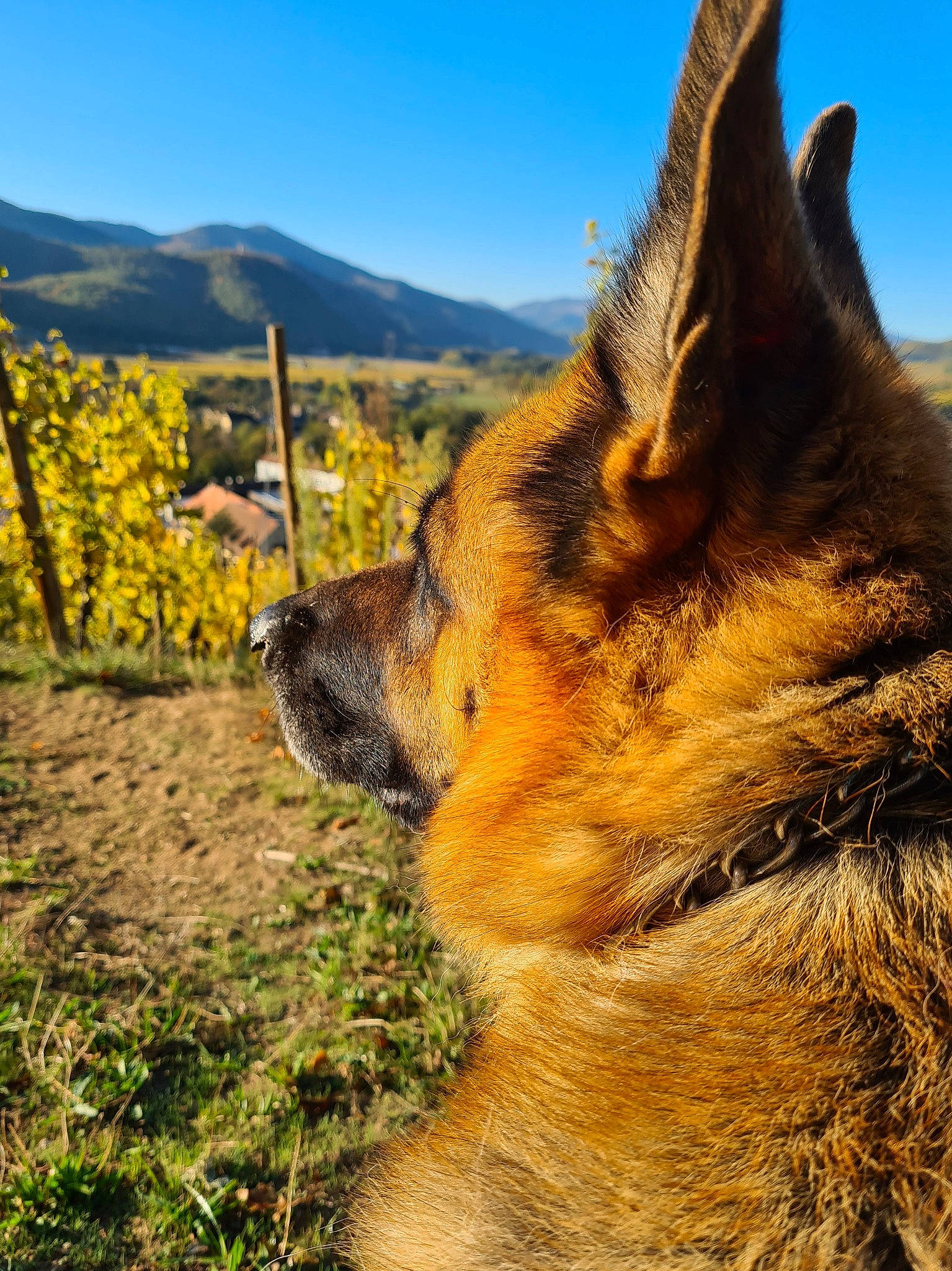 Jazzy participe au concours pour gagner de l'argent avec cette photo : carnivore, dog, dog_breed, fawn, fox, german_shepherd_dog, grass, grassland, herding_dog, hill, landscape, mountain, natural_landscape, plant, sky, sporting_group, terrestrial_animal, whiskers, wilderness, wildlife