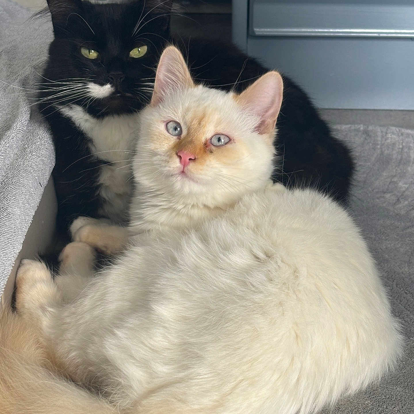 Sookie Et Snowy participe au concours pour gagner de l'argent avec cette photo : animal, black_cat, blue_eyes, cat, closeup, companion, cozy, curious, cute, ears, feline, fur, indoor, pets, resting, snuggling, soft_texture, tail, whiskers, white_cat