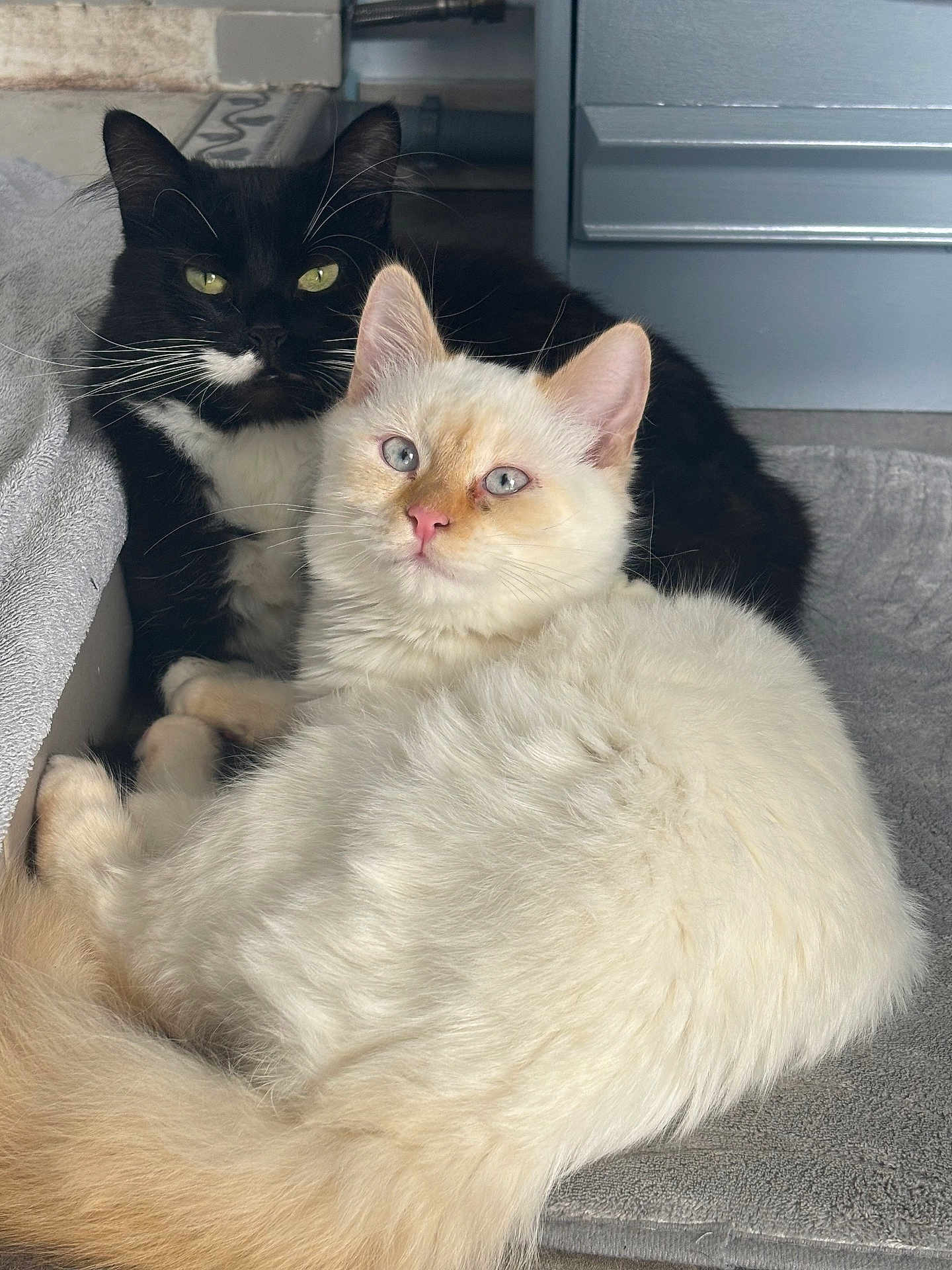 Sookie Et Snowy participe au concours pour gagner de l'argent avec cette photo : cat, black_cat, white_cat, blue_eyes, feline, pets, indoor, cozy, snuggling, fur, whiskers, ears, tail, resting, cute, companion, animal, closeup, soft_texture, curious