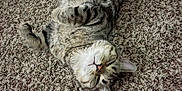 Ace is registered to the contest to win money with this photo: cat, tabby, sleeping, carpet, indoor, pet, feline, fur, whiskers, relaxed, cute, animal, mammal, domestic, resting, cozy, soft, paws, face, closeup