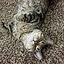 cat, tabby, sleeping, carpet, indoor, pet, feline, fur, whiskers, relaxed, cute, animal, mammal, domestic, resting, cozy, soft, paws, face, closeup