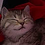 Ace is registered to the contest to win money with this photo: kitten, cat, sleeping, closed_eyes, furry, pet, animal, cute, fluffy, young, domestic_animal, whiskers, nose, mouth, ears, resting, red_blanket, indoor, cozy, closeup