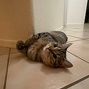 Ace joined the competition — help win amazing prizes! cat, tabby, lying_down, floor, tile, indoor, wall, curious, pet, animal, whiskers, ears, paws, cute, feline, domestic, relaxed, home, resting, looking