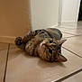 cat, tabby, lying_down, floor, tile, indoor, wall, curious, pet, animal, whiskers, ears, paws, cute, feline, domestic, relaxed, home, resting, looking