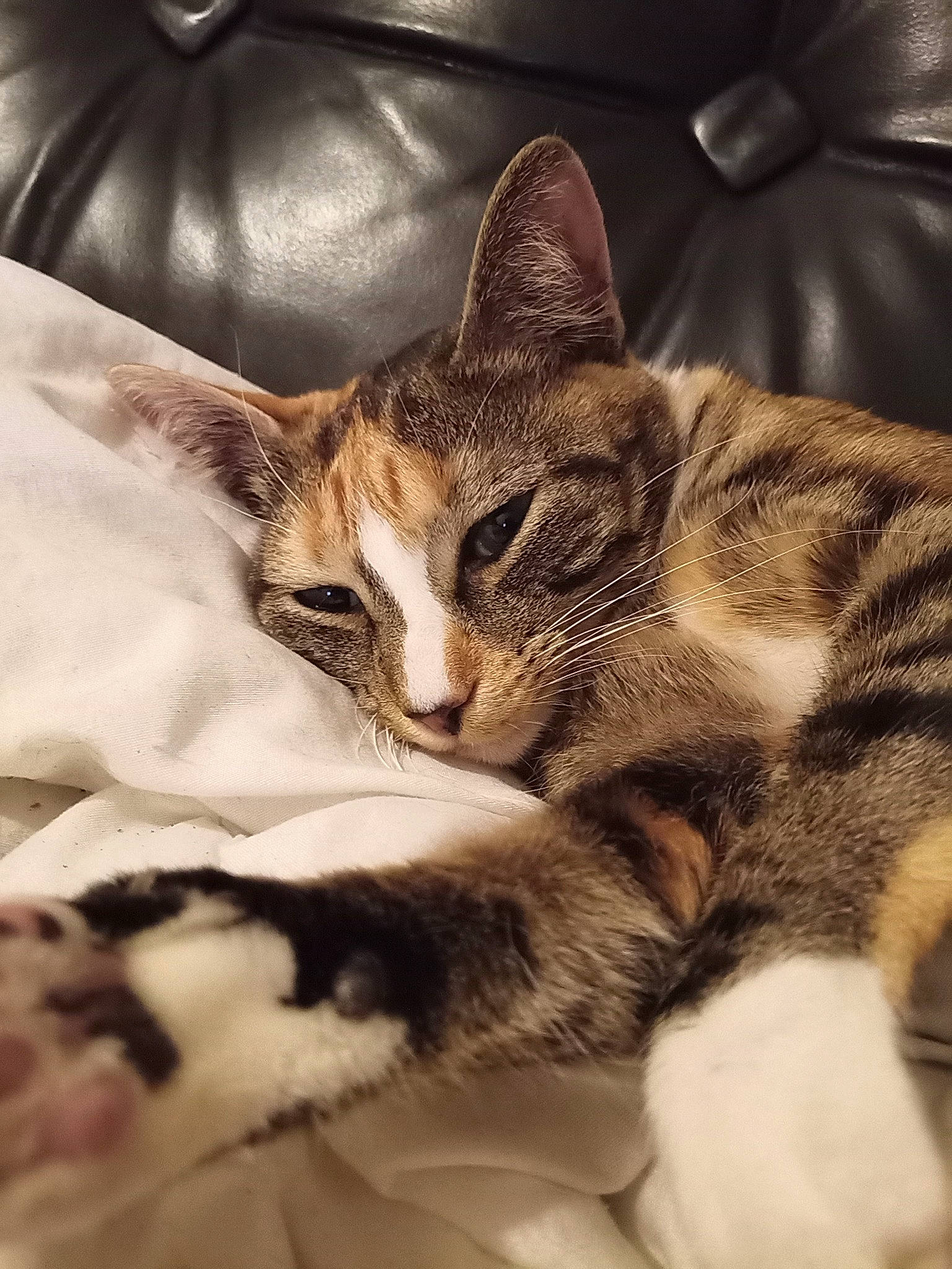 Céleste participe au concours pour gagner de l'argent avec cette photo : bedding, blanket, carnivore, cat, claw, comfort, domestic_short_haired_cat, felidae, fur, linens, metal, nap, paw, photo_caption, sleep, small_to_medium_sized_cats, snout, tail, whiskers, wildlife