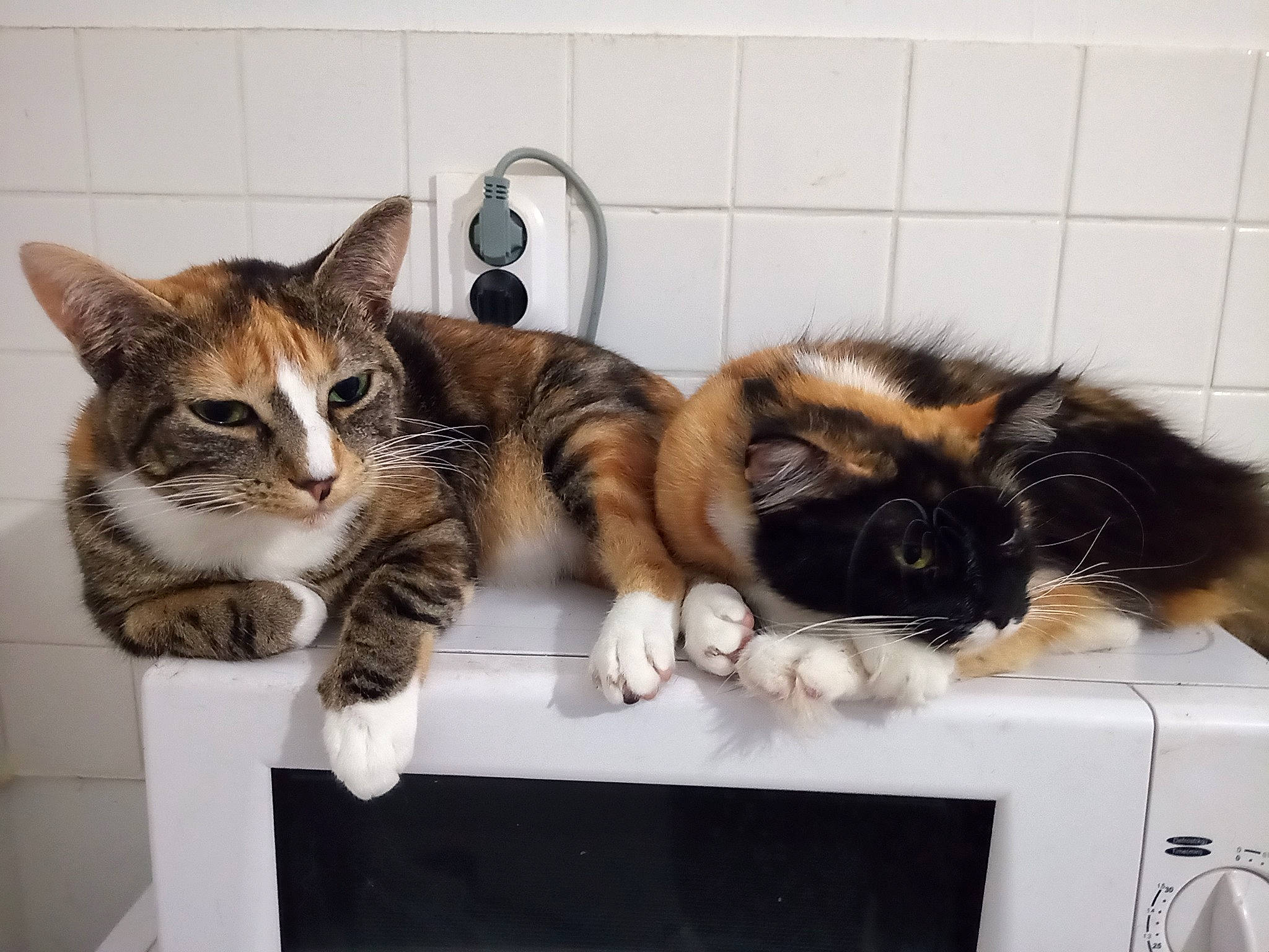 Céleste a rejoint le concours — aidez-le/la à gagner de superbes lots ! animal_shelter, box, carnivore, cat, comfort, domestic_short_haired_cat, fawn, felidae, fur, paw, pet_supply, small_to_medium_sized_cats, snout, tail, whiskers