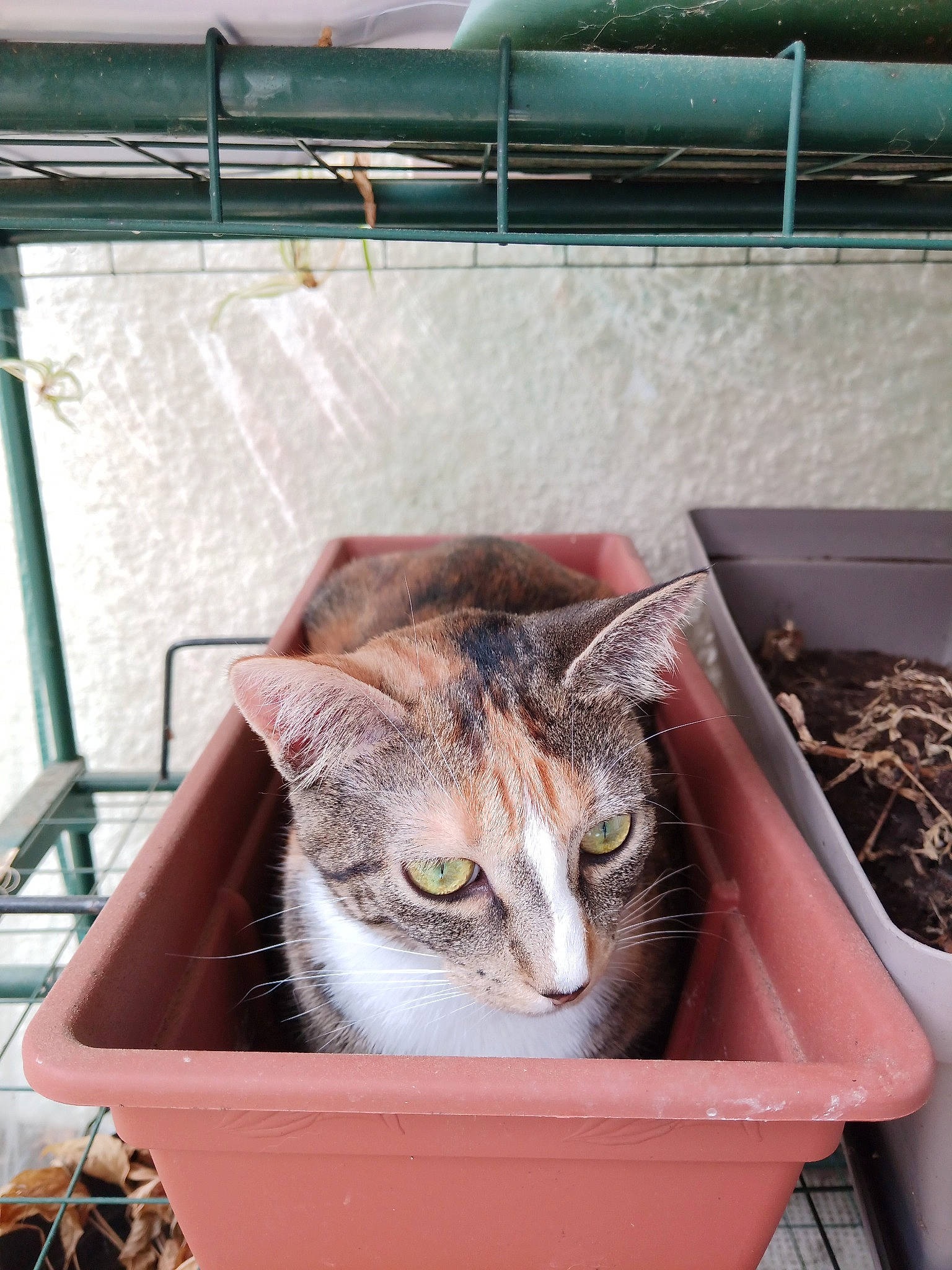 Céleste a rejoint le concours — aidez-le/la à gagner de superbes lots ! animal_shelter, basket, box, cardboard, carnivore, cart, cat, cat_supply, domestic_short_haired_cat, fawn, felidae, flowerpot, fur, grass, pet_supply, plant, small_to_medium_sized_cats, wheelbarrow, whiskers, wood