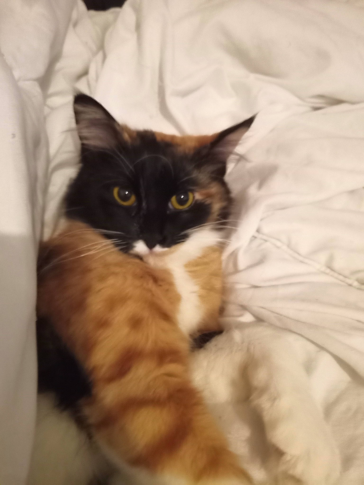 Mouissa a rejoint le concours — aidez-le/la à gagner de superbes lots ! carnivore, cat, claw, comfort, domestic_short_haired_cat, felidae, fur, linens, paw, small_to_medium_sized_cats, snout, tail, tree, whiskers, wood