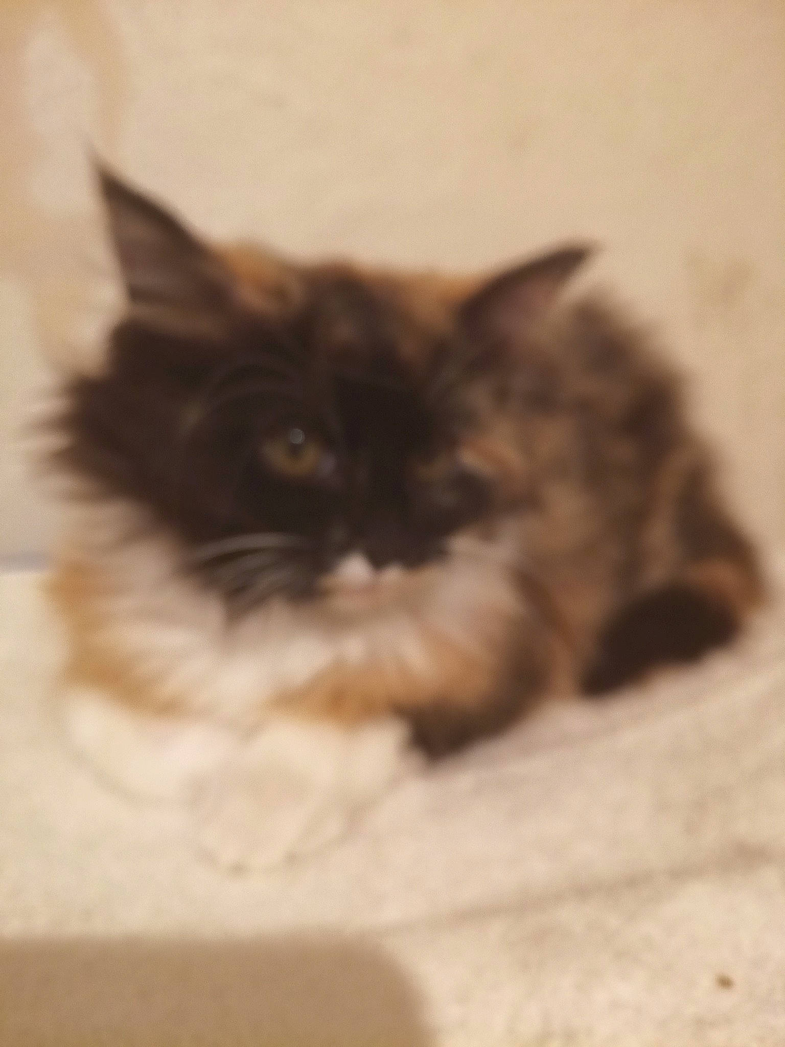 Mouissa a rejoint le concours — aidez-le/la à gagner de superbes lots ! carnivore, cat, fawn, felidae, fur, ragdoll, small_to_medium_sized_cats, snout, tail, terrestrial_animal, whiskers