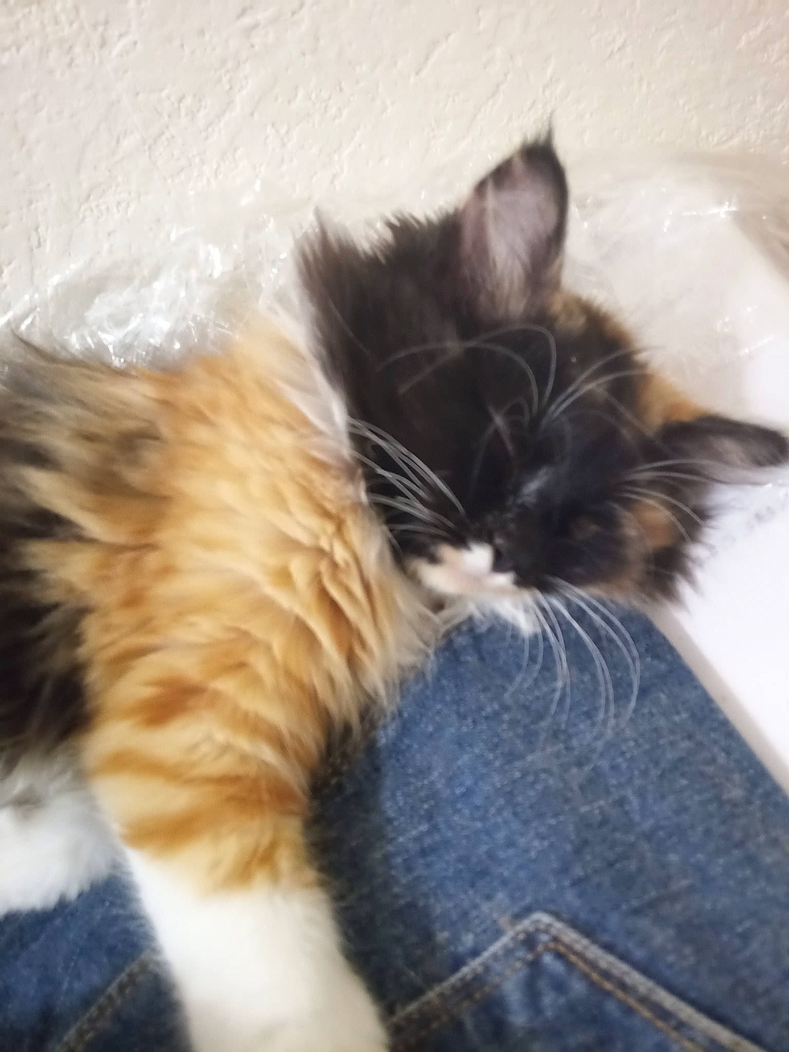 Mouissa participe au concours pour gagner de l'argent avec cette photo : carnivore, cat, claw, comfort, companion_dog, denim, dog_breed, fawn, felidae, foot, fur, mammal, nap, paw, small_to_medium_sized_cats, snout, tail, terrestrial_animal, vertebrate, whiskers