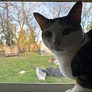 Penelope joined the competition — help win amazing prizes! backyard, cat, close_up, curious, ear, feline, grass, indoor, nose, outdoor, paw, pet, portrait, screen_mesh, silhouette, sunlight, tree, whiskers, window, windowsill