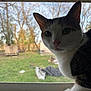 backyard, cat, close_up, curious, ear, feline, grass, indoor, nose, outdoor, paw, pet, portrait, screen_mesh, silhouette, sunlight, tree, whiskers, window, windowsill