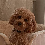 Bridget joined the competition — help win amazing prizes! animal, brown_dog, calm, cozy, curly_hair, curtain, cute, dog, domestic_animal, floor, fluffy, furniture, head_tilt, home, indoor, looking_at_camera, pet_bed, portrait, relaxed, wall